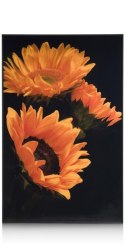 COCO MAISON Obraz szklany Sunflower 90x140cm