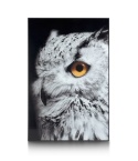 Wielkoformatowy Obraz Szklany SHARP PRINT 180 x 120 cm – Close-up Sowa – Designerska Rama – Coco Maison